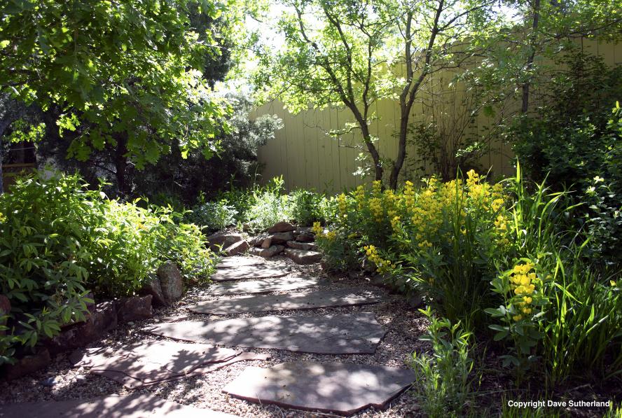 backyard with native plants and flagstone path