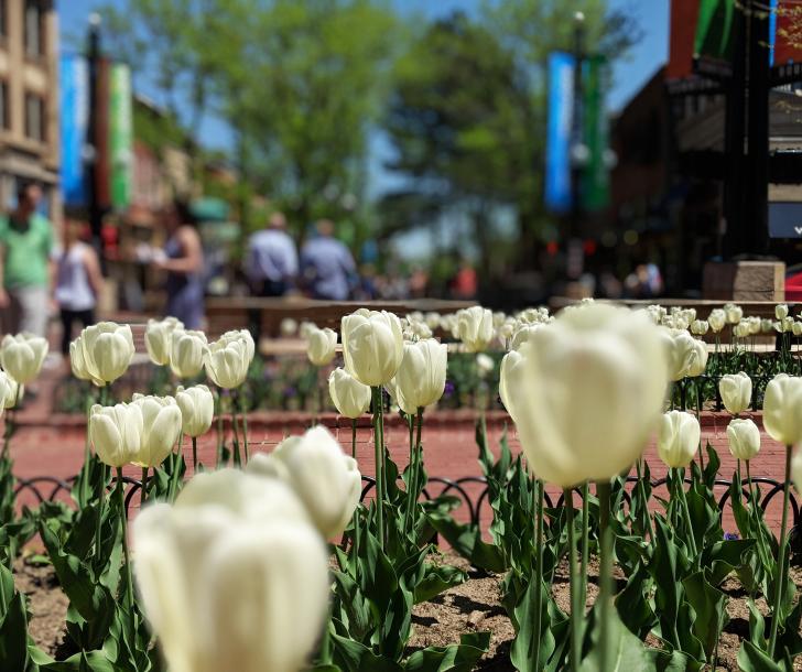 Close up of white tulips on Boulder's Pearl Street Mall