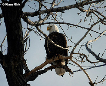 Bald Eagle in a tree