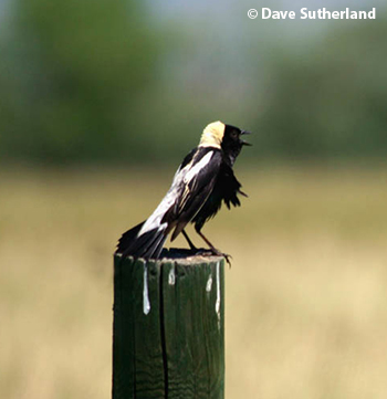 Bobolink on fence post