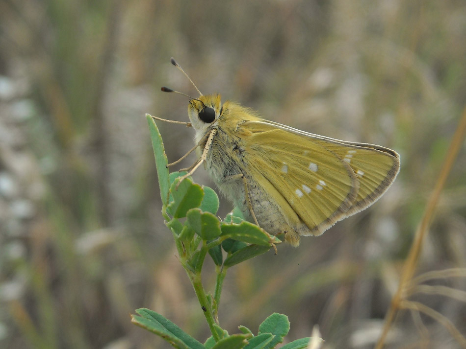 Leonard's Skipper Butterfly