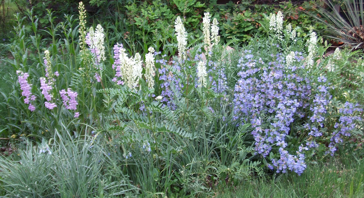 Native plants in bloom