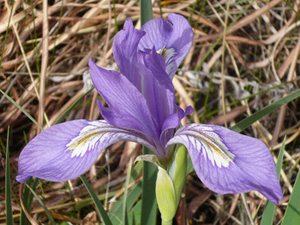 Blue Flag Wild Iris