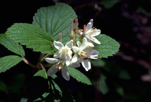 Cliffrose or Waxflower