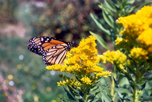 Goldenrod with Monarch Butterfly