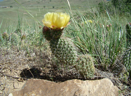 Plains Pricklypear Cactus