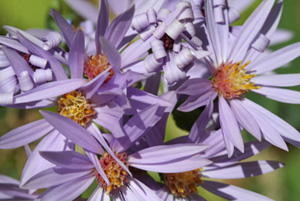 Smooth Aster