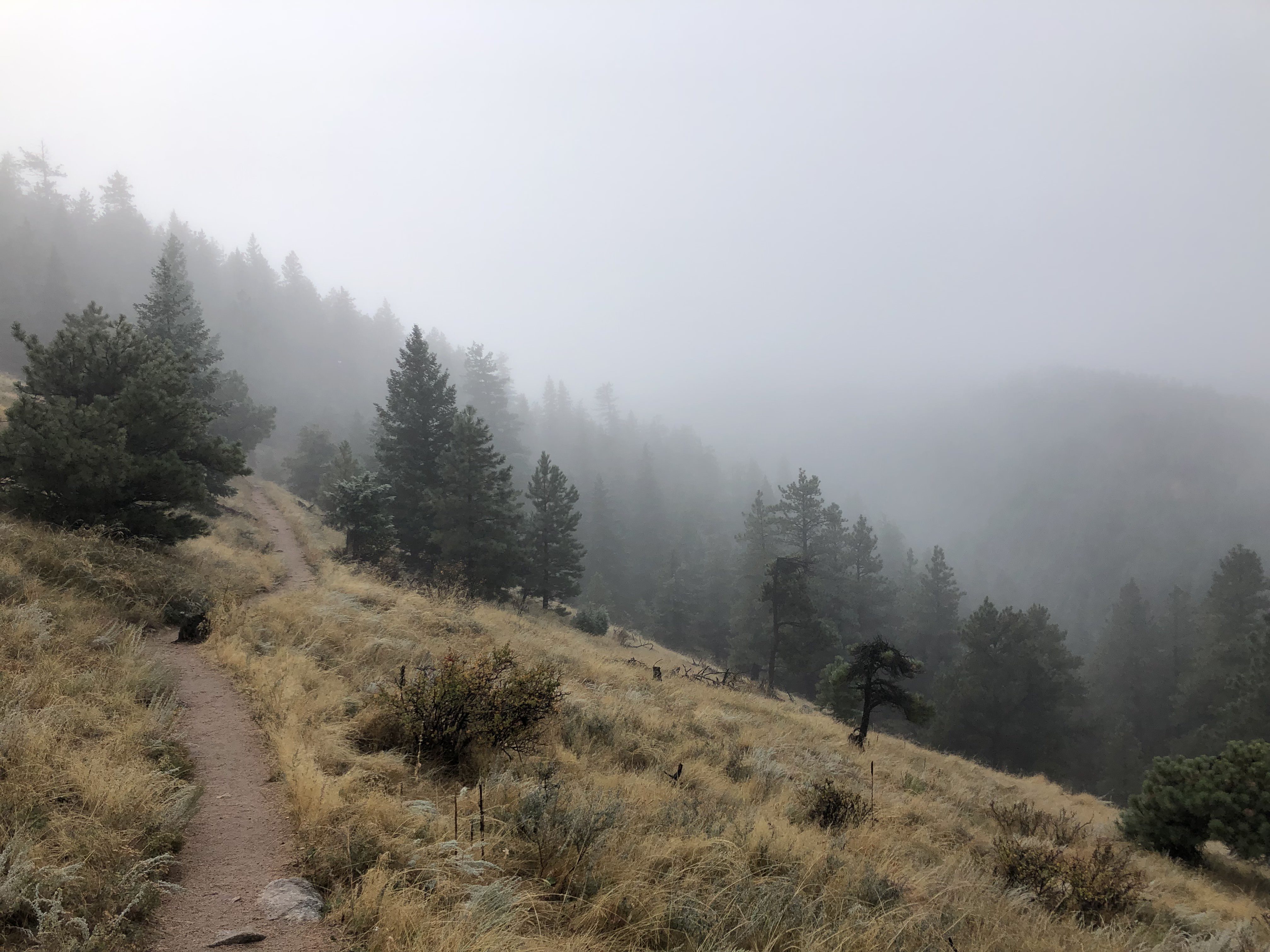 Tenderfoot Trail in the fog
