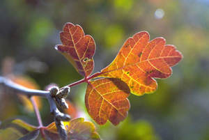 Three Leaf Sumac or Skunkbush