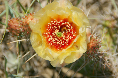 Twistspine Pricklypear Cactus