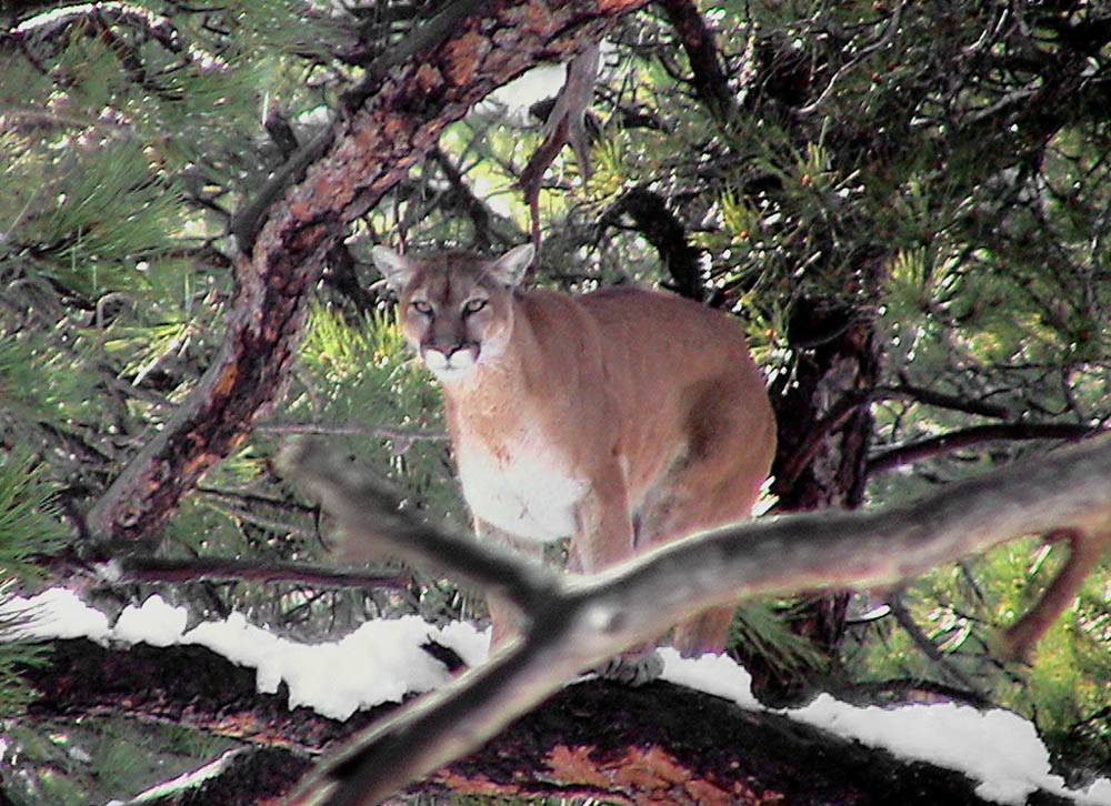 mountain lion laying down