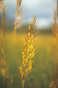 Yellow Indian Grass