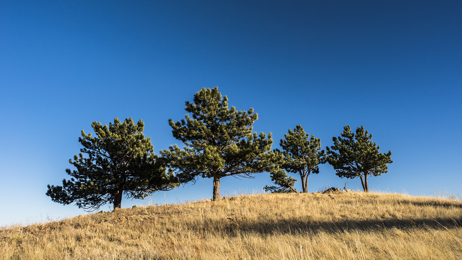 Trees on Boulder Open Space