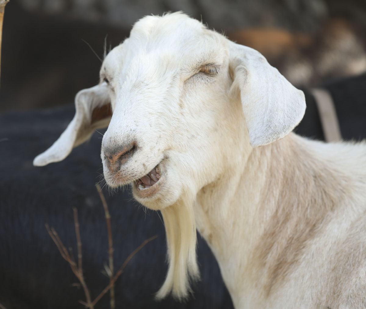 Goats eating weeds and ready for selfies