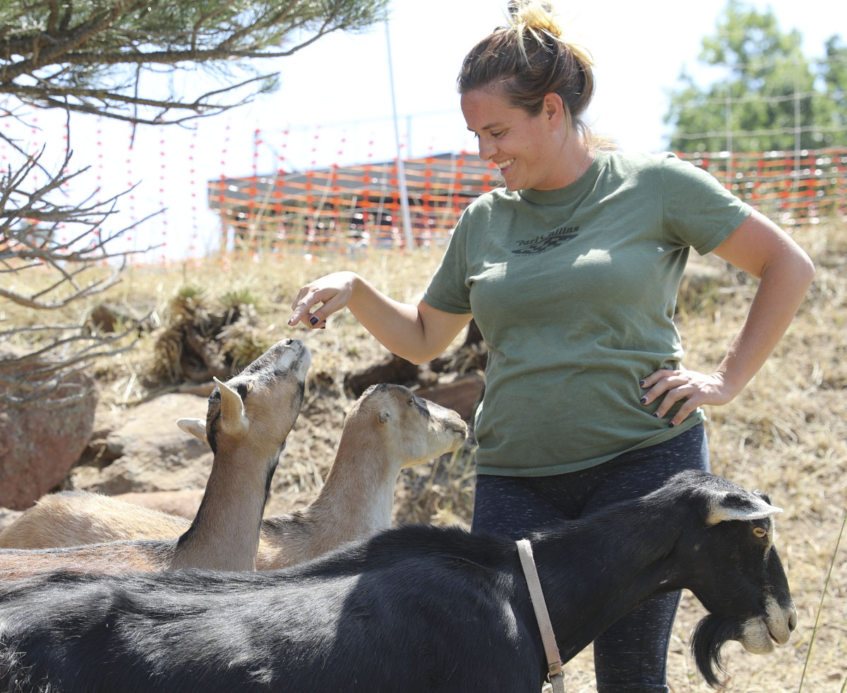 Goats eating weeds and ready for selfies