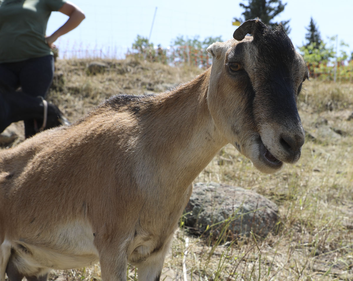 Goats eating weeds and ready for selfies