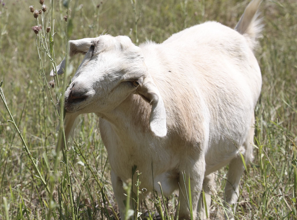 Goats eating weeds and ready for selfies