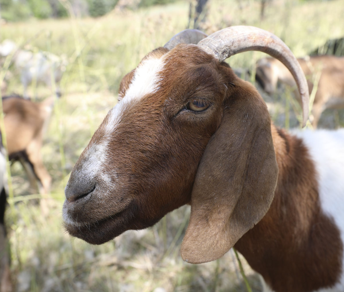 Goats eating weeds and ready for selfies