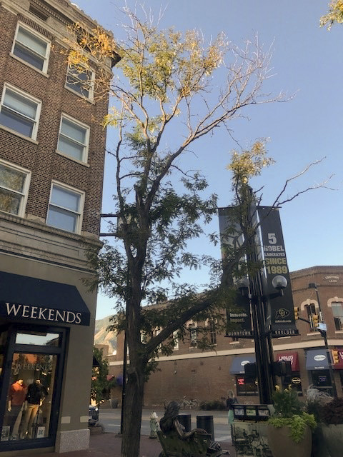 Tree to be removed on Pearl Street Mall