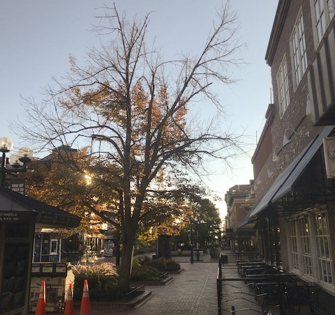 Tree to be removed on Pearl Street Mall