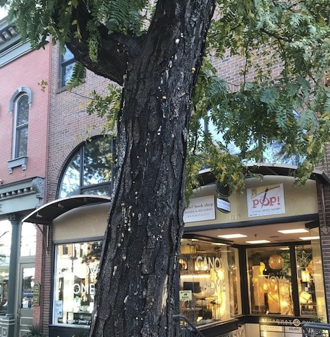 Tree to be removed on Pearl Street Mall