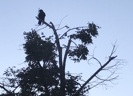 Quoth the Raven “Nevermore.”