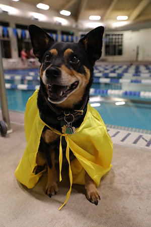 Scout - a terrier dressed up with a super hero cape