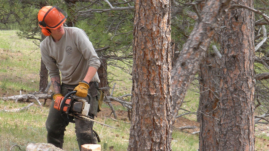 Forest thinning helps to reduce fire risks and improve ecosystems