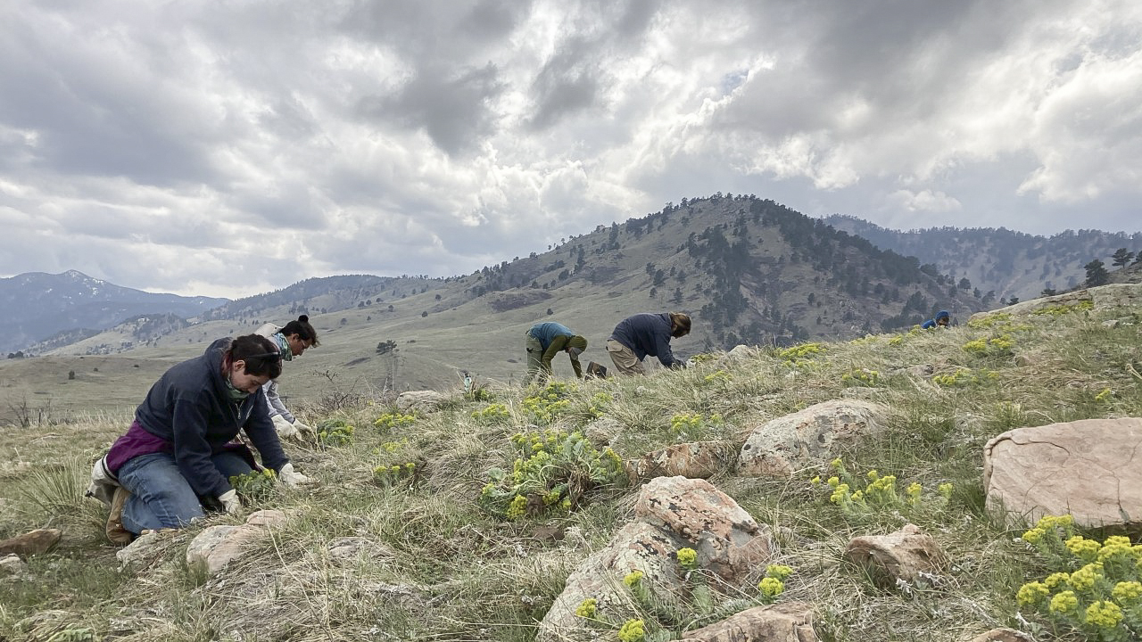 OSMP vegetation stewardship staff removing noxious weeds