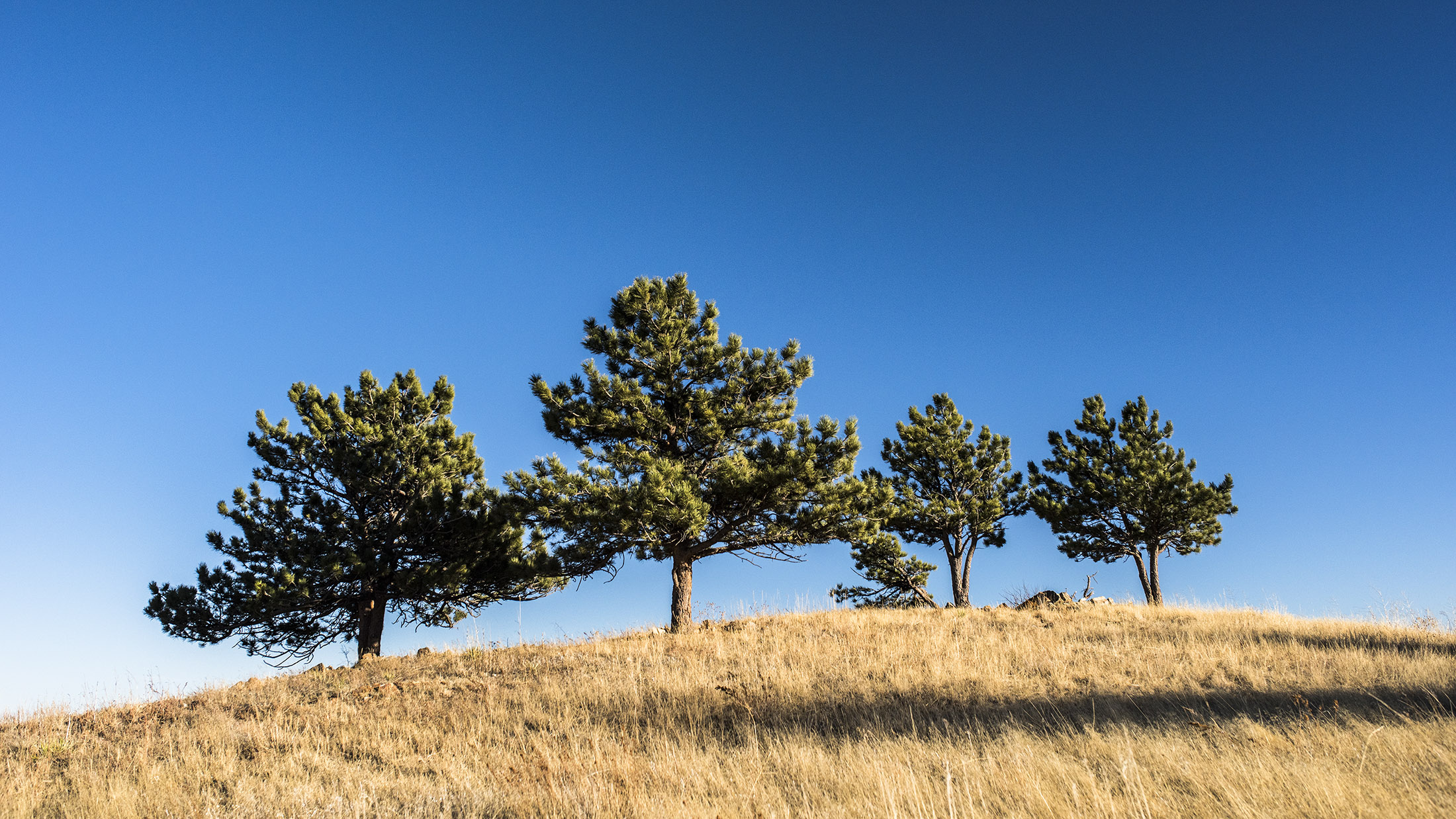 Trees on city open space north of Boulder