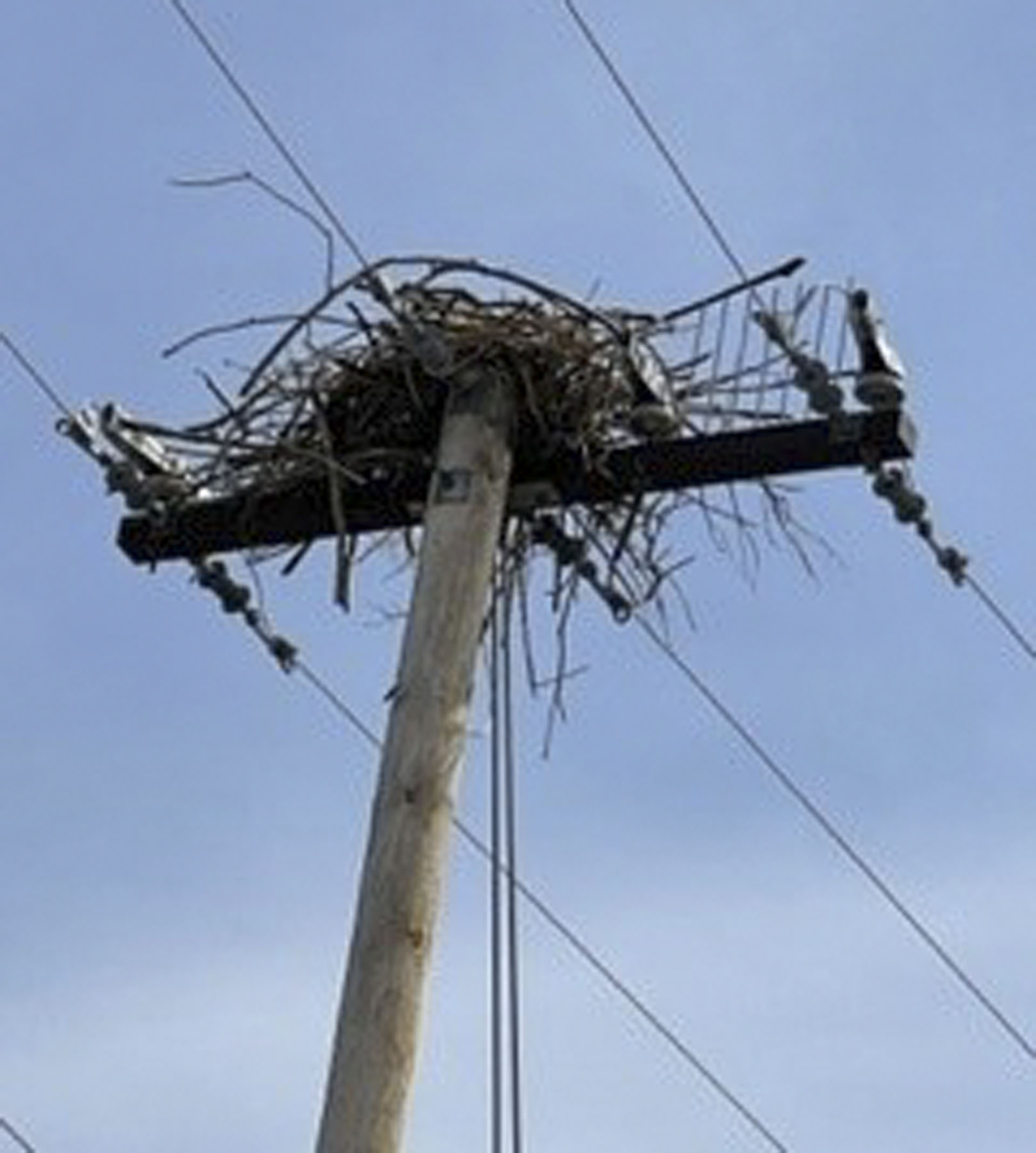 Osprey nest on the power pole