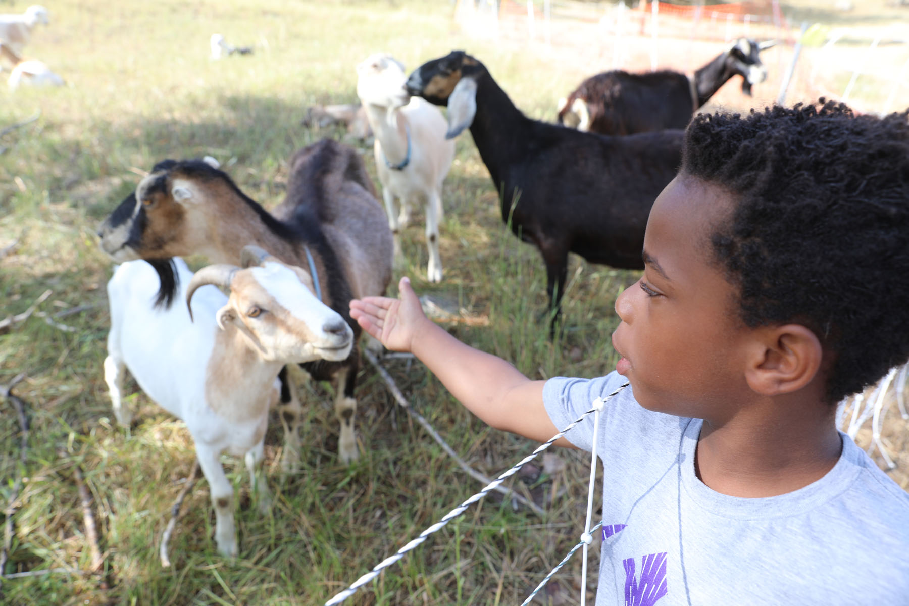 Goats eat weeds at Harlow Platts Community Park
