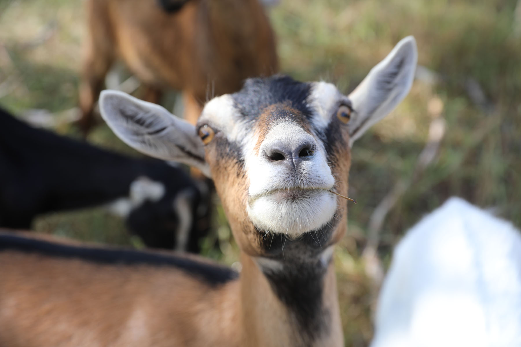 Goats eat weeds at Harlow Platts Community Park