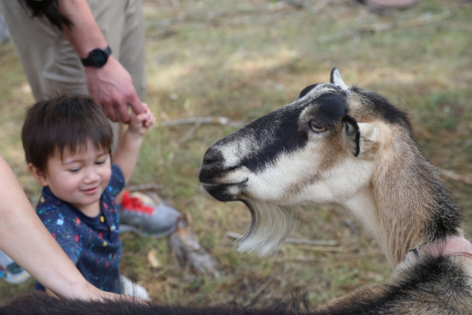 Goats eat weeds at Harlow Platts Community Park