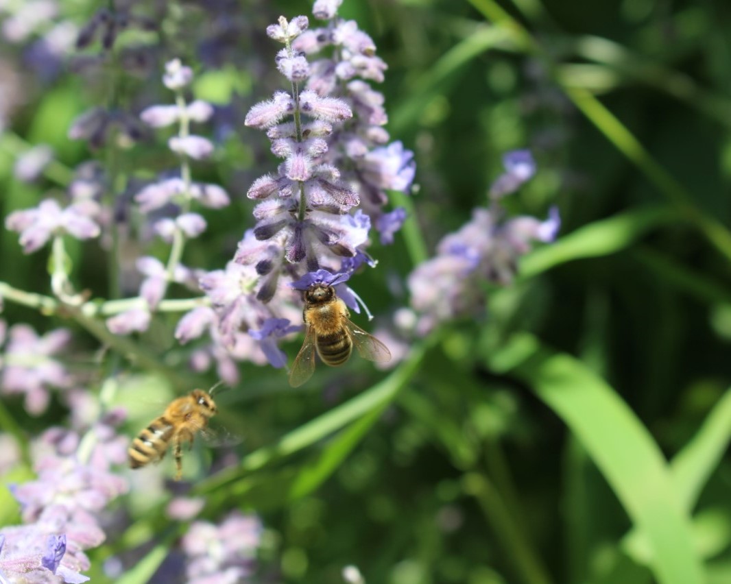 One bee on a sage flower and another flying toward it