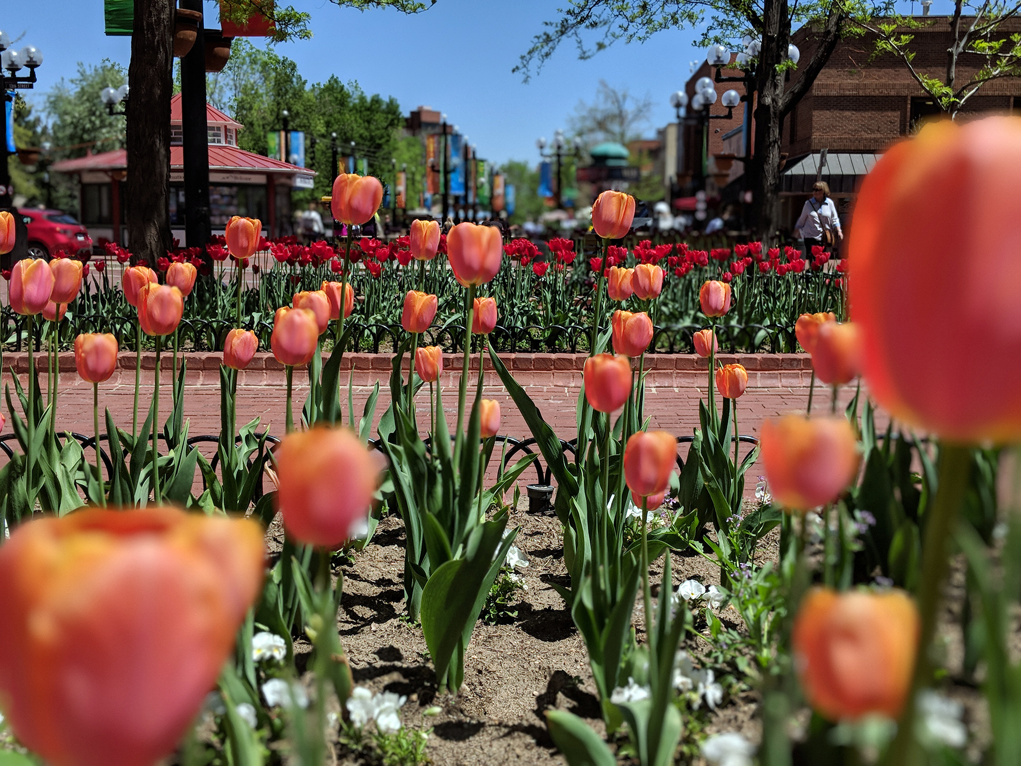pink tulips on pearl street in boulder colorado