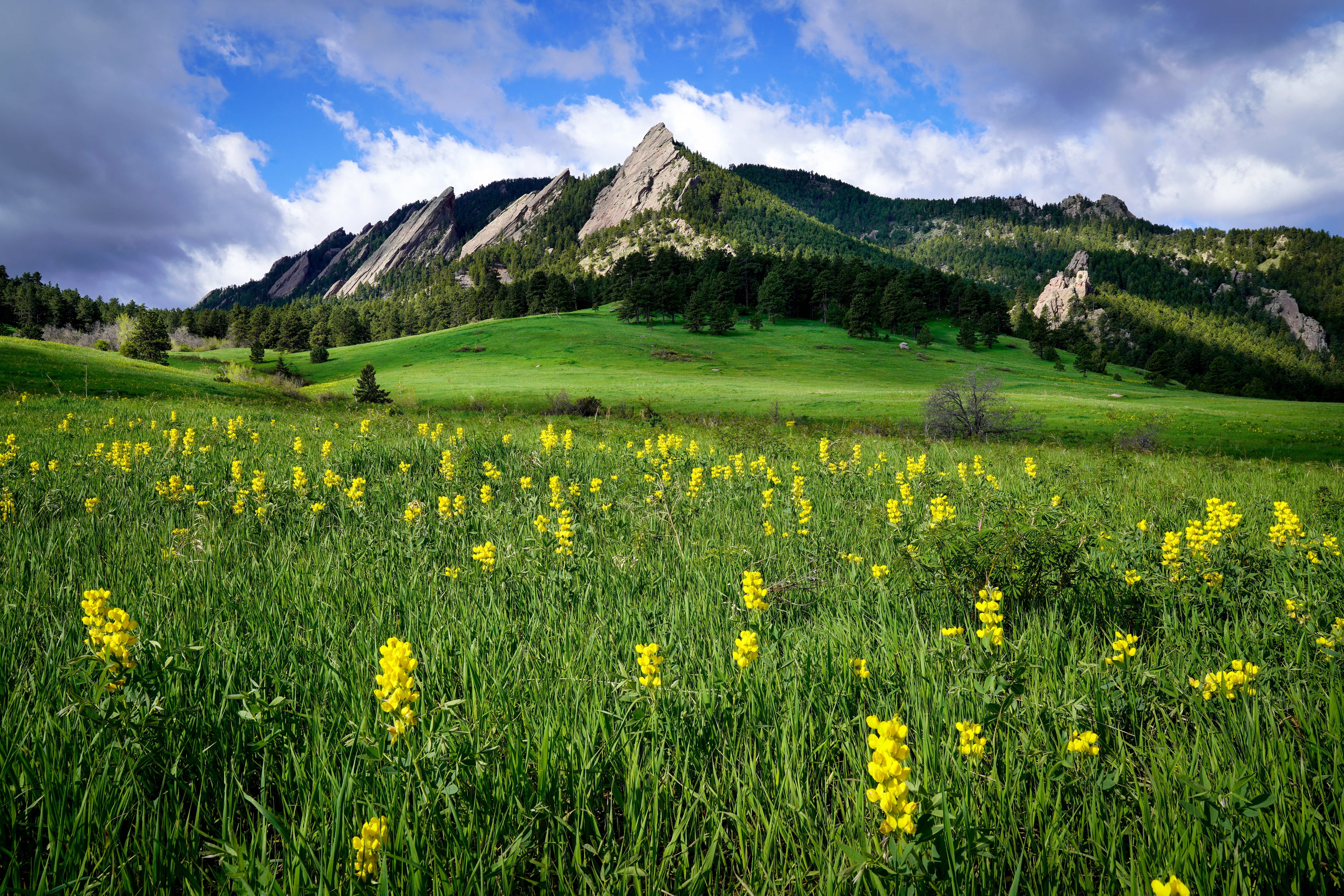 wildflowers in meadow in front of flatirons in boulder colorado