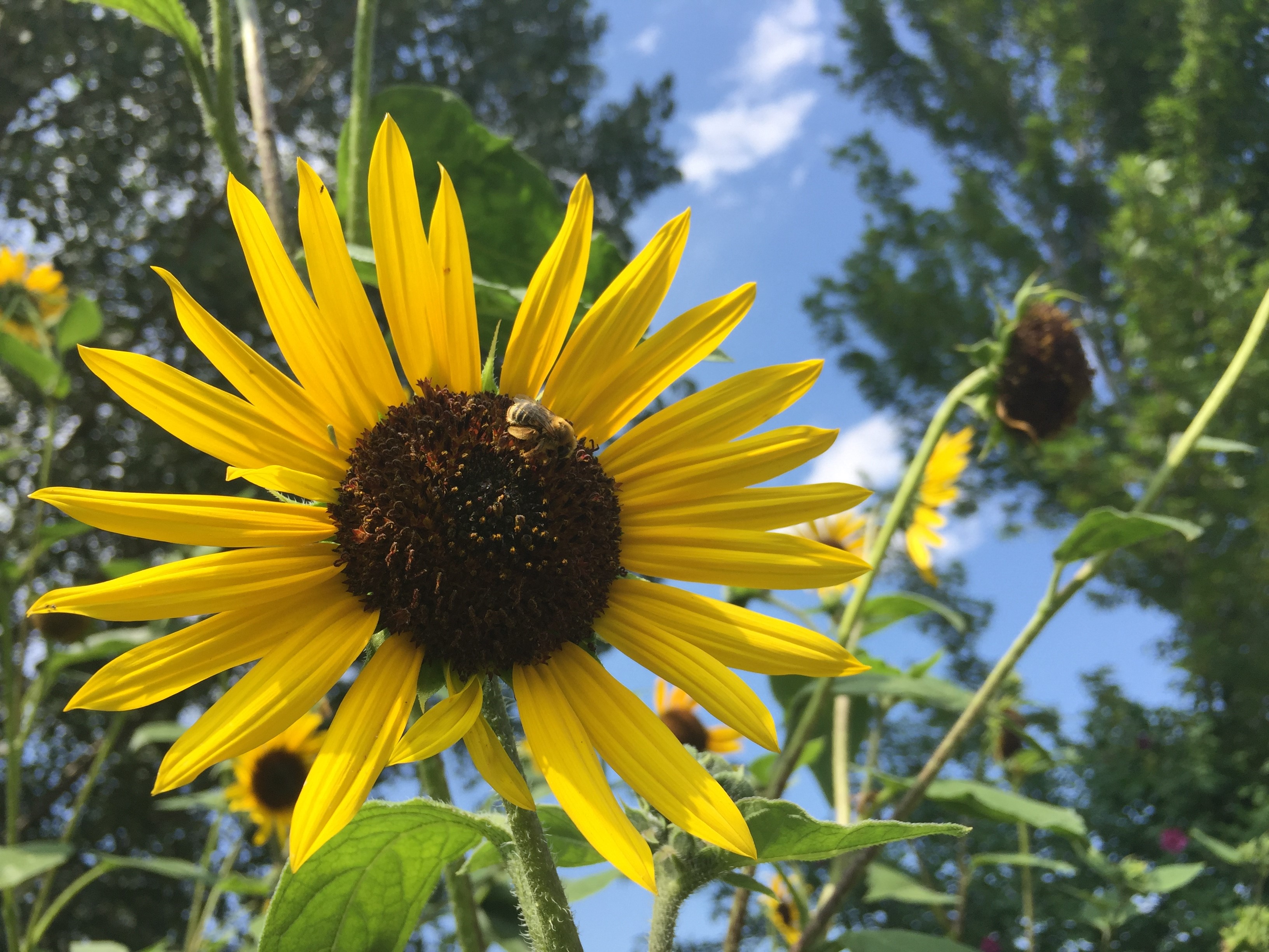 Sunflower