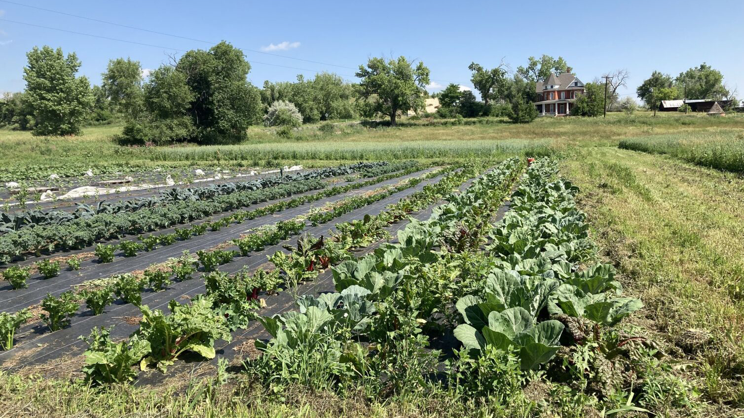 Agricultural operations occurring on the city's Fort Chambers - Poor Farm property