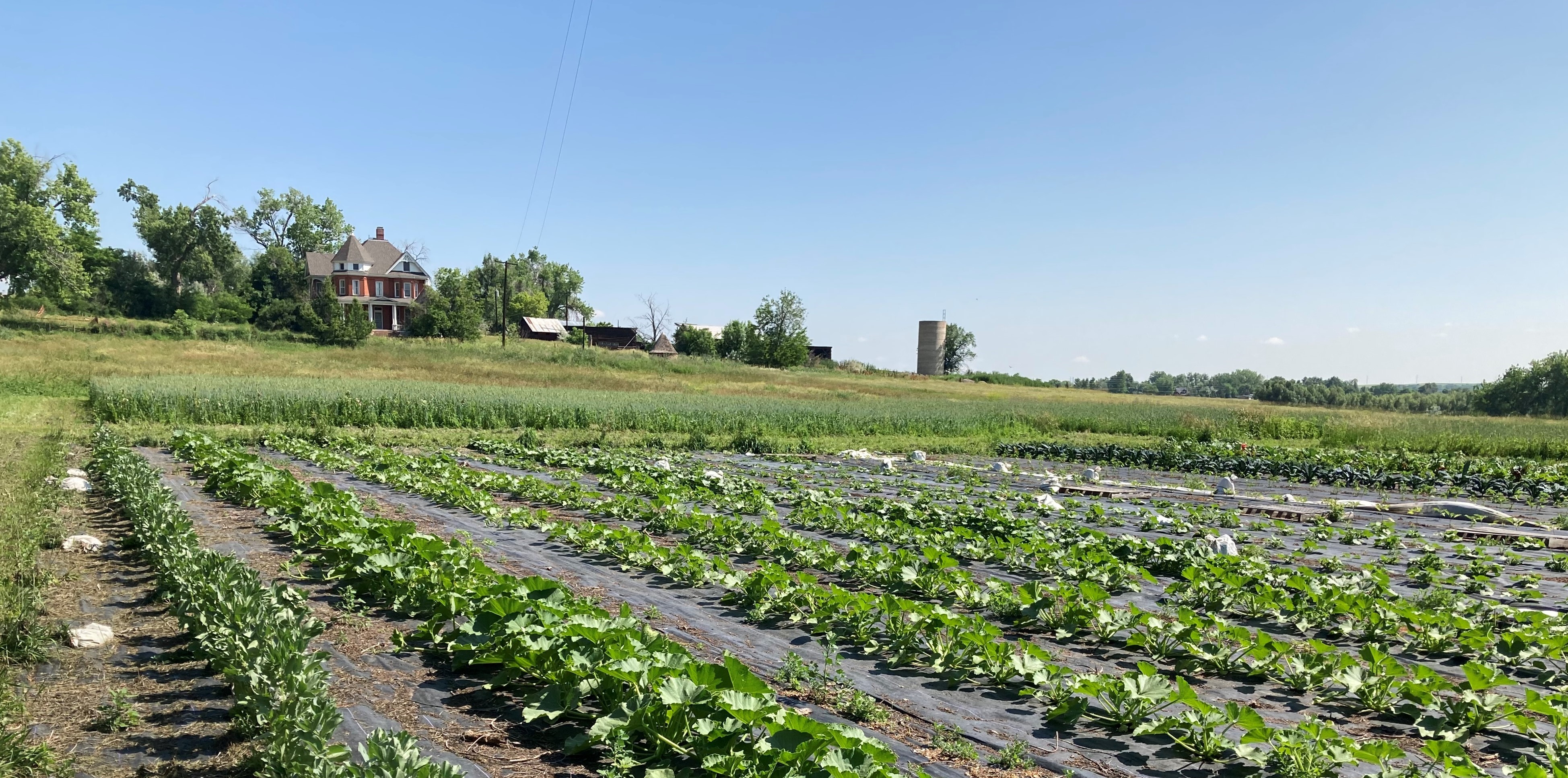 Rows of vegetables growing in the agricultural production area. The historic Queen Anne style house and farmstead structures are in the background to the north