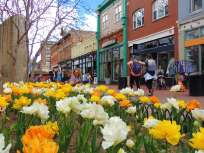 White and yellow flowers in bloom on the Pearl Street Mall while community members sitting on benches and walking by stores