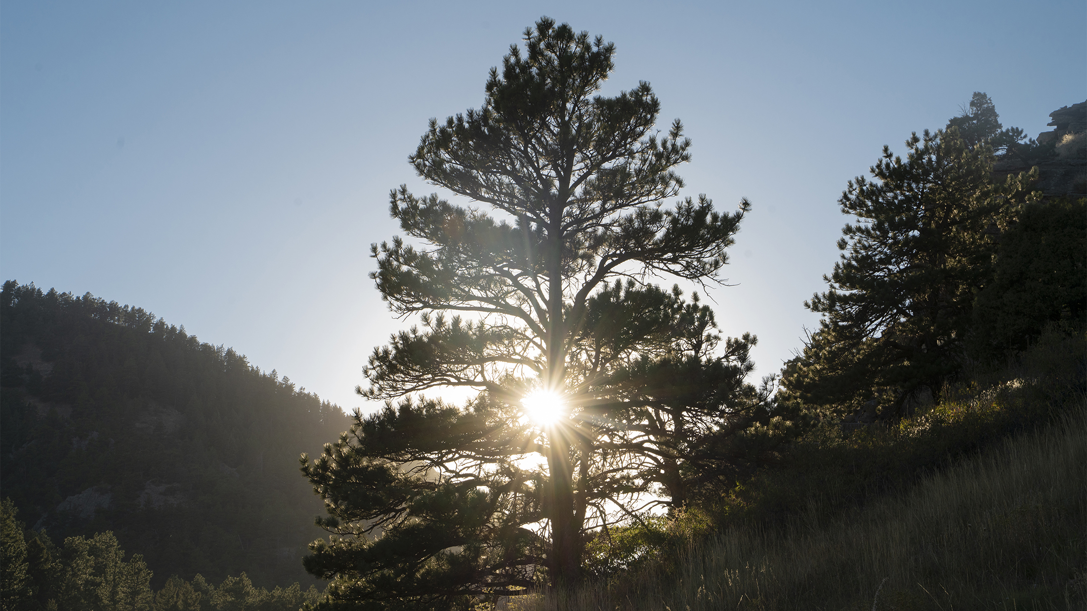 Sunlight comes through a silhouetted tree on Boulder open space