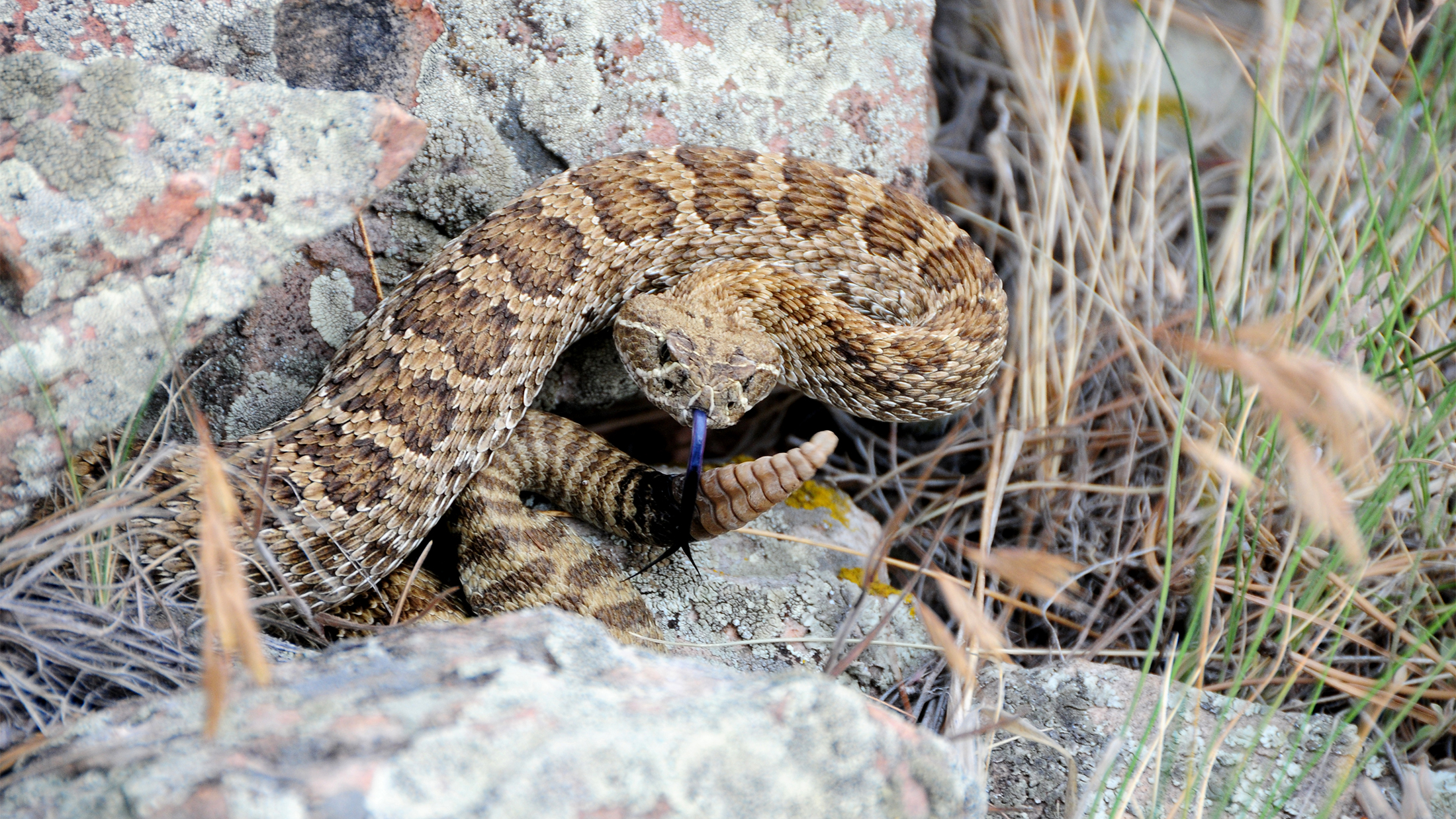 A coiled-up Prairie Rattlesnake next to a rock on Boulder open space