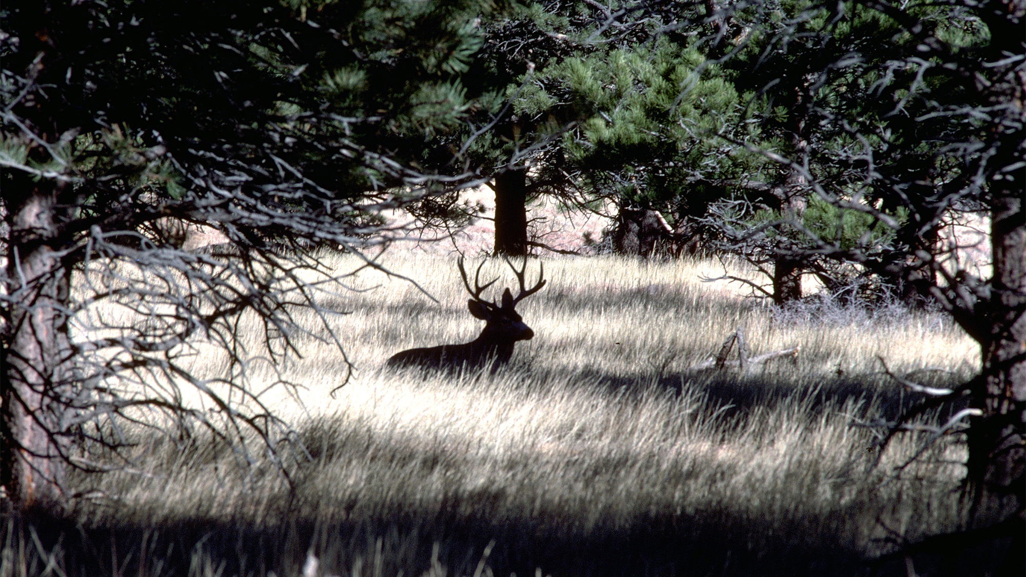 A deer sits in a forested area on open space