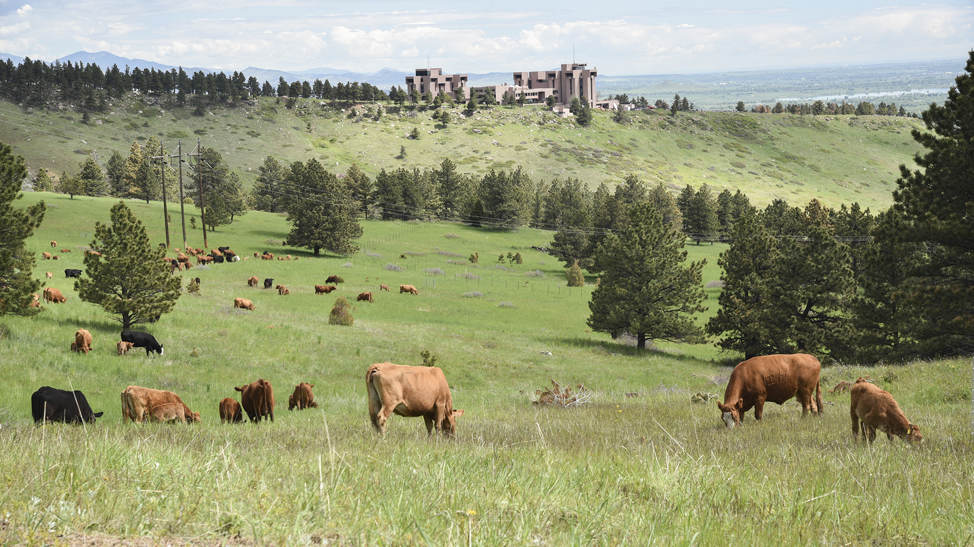 Cows graze on open space south of NCAR
