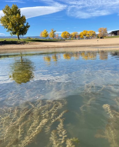 Eurasian watermilfoil in the Boulder Reservoir