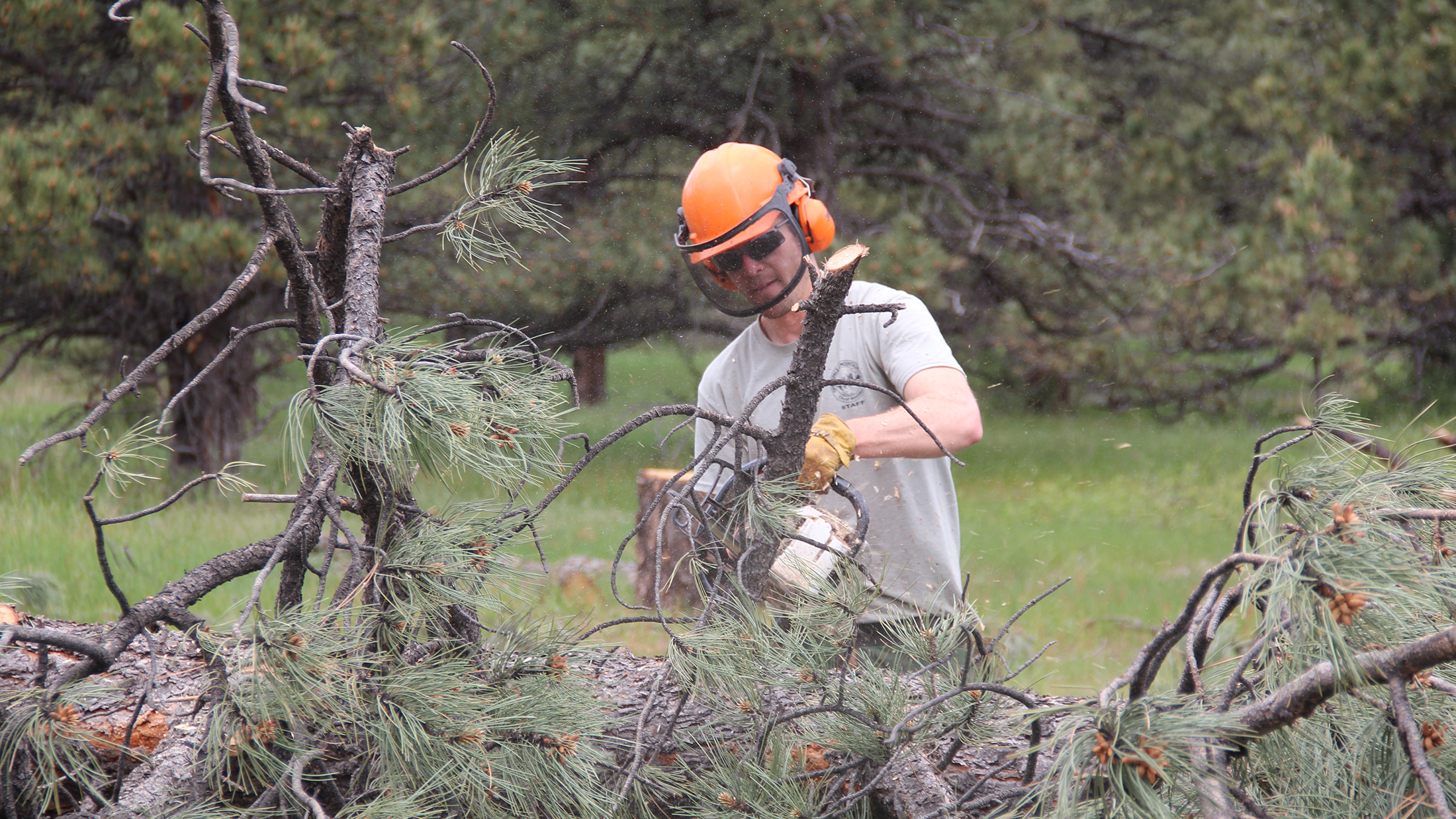 A OSMP staff member thins trees on Boulder open space