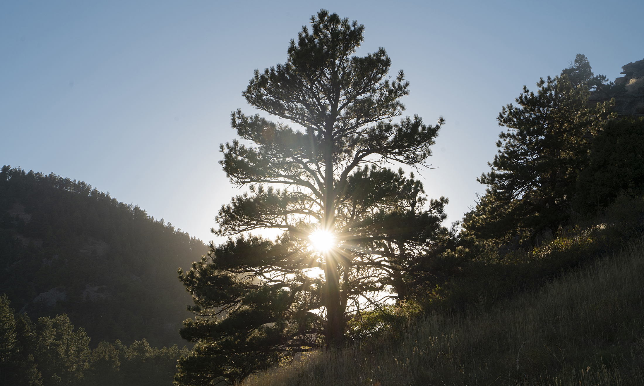 Sunlight in the late afternoon shines through a silhouetted tree