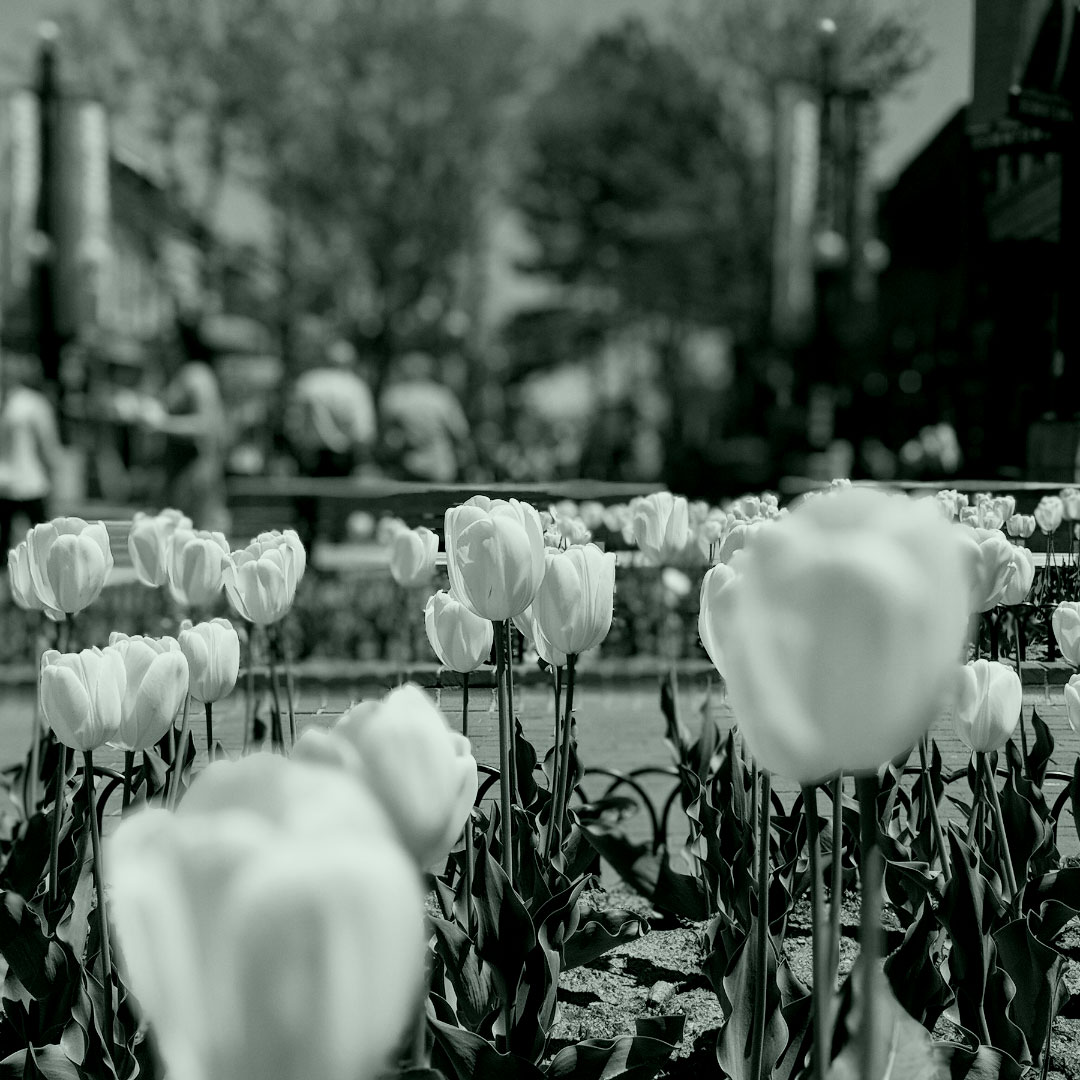 Flowers close-up on Pearl Street