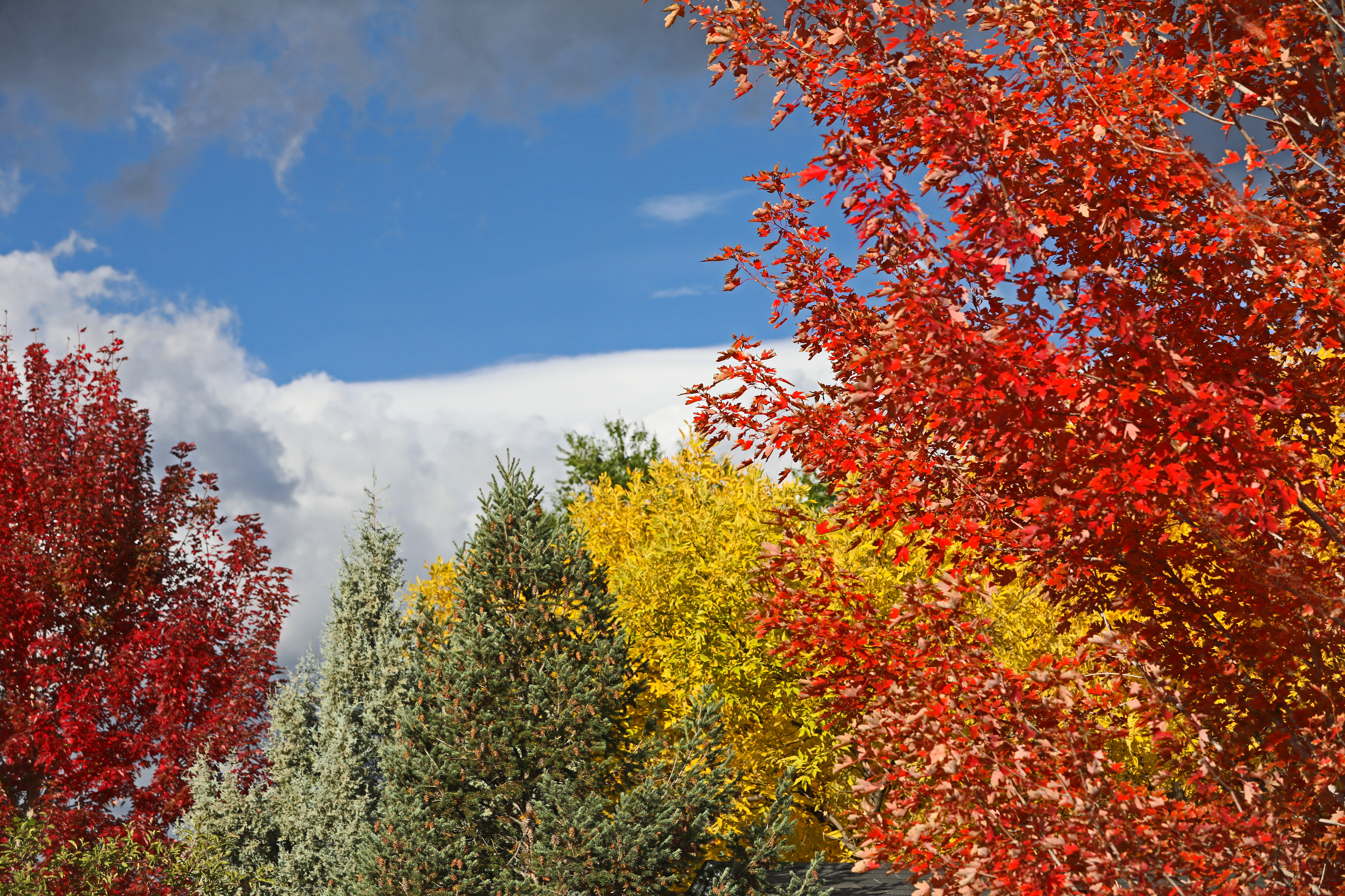 Colorful fall foliage